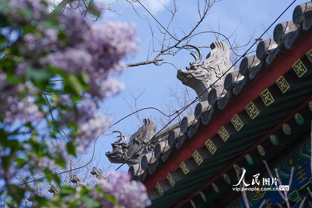 2026年4月10日，北京法源寺，丁香花与古建筑交相辉映。 杨僧宇摄（人民图片网）