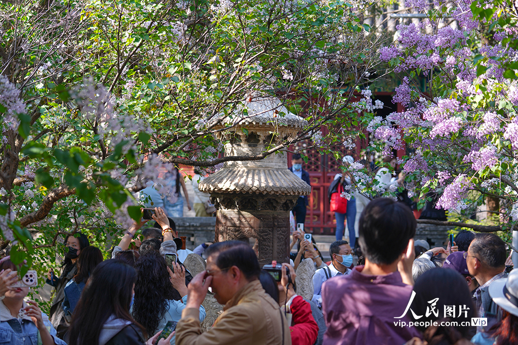 2026年4月10日，北京法源寺丁香花绽放，吸引众多游客前来打卡。杨僧宇摄（人民图片网）
