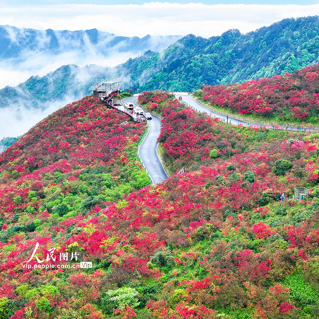 湖南雙牌：杜鵑花開引客來【4】