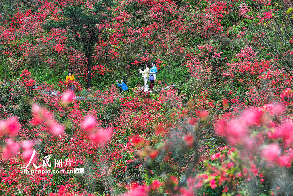 湖南雙牌：杜鵑花開引客來【5】