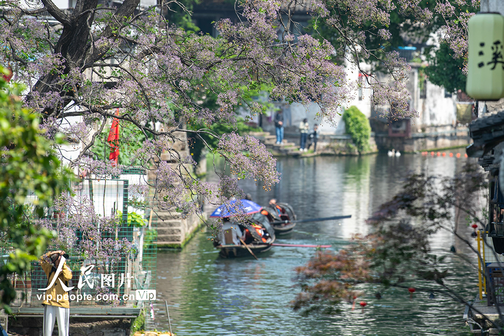 浙江紹興：苦楝花開引客來 千年古城添詩意【2】
