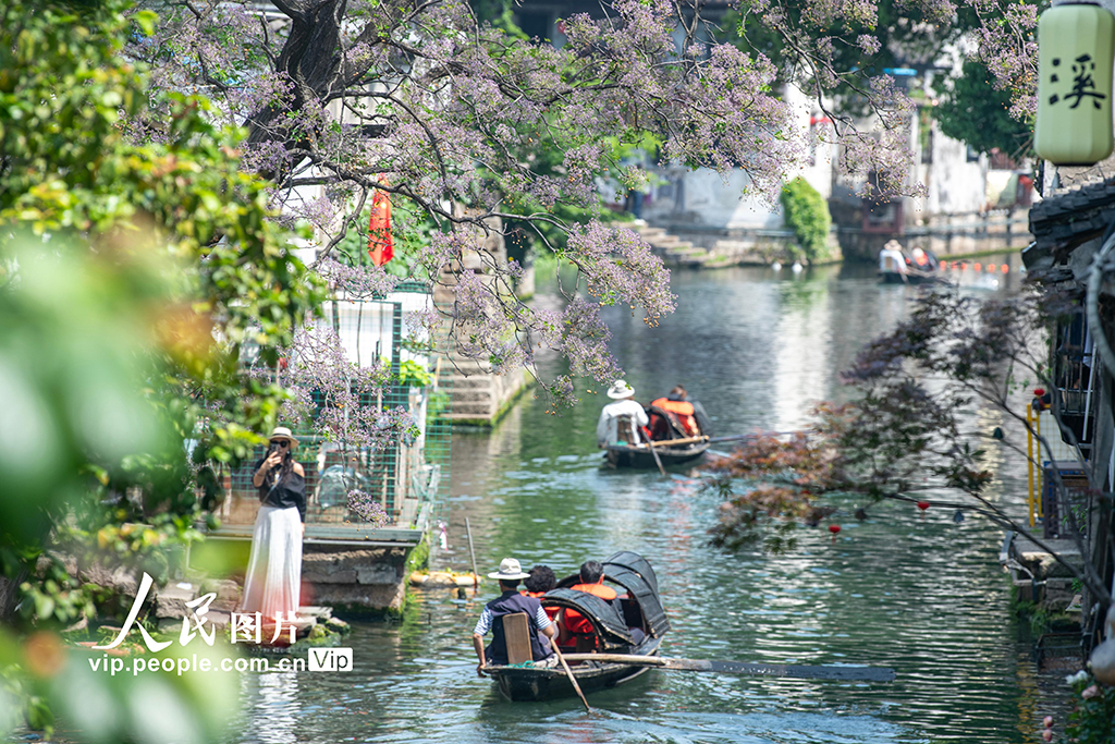浙江紹興：苦楝花開引客來 千年古城添詩意【3】