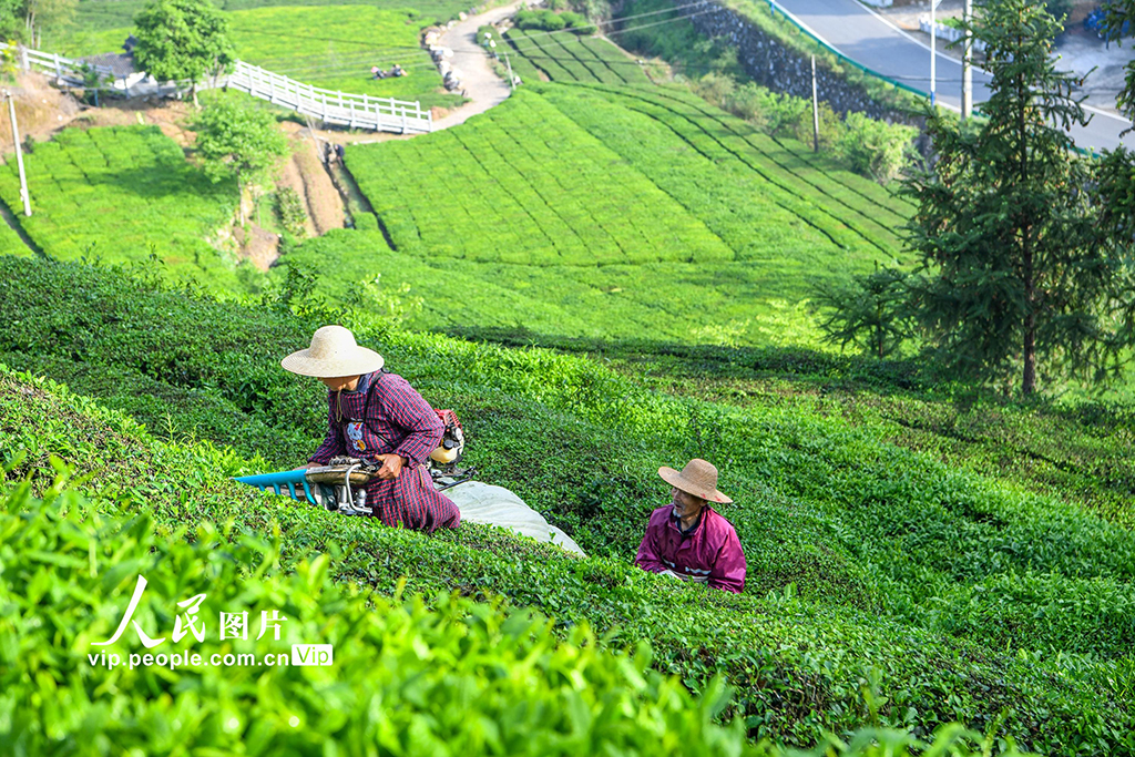 湖北英山：機採春茶【6】