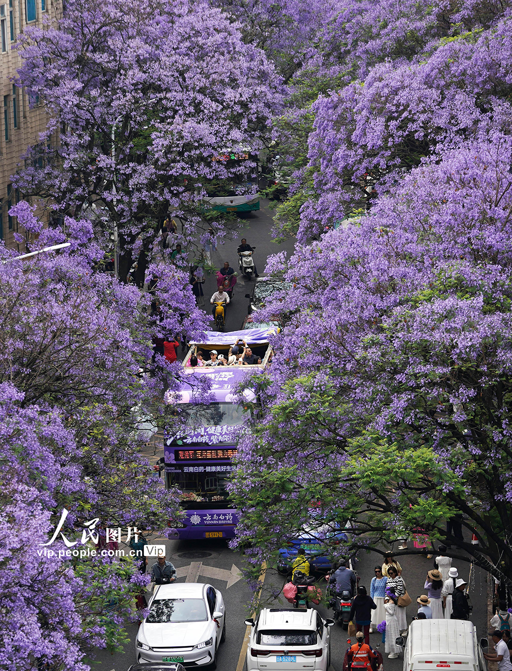 云南昆明：蓝花楹盛放扮靓城市【6】