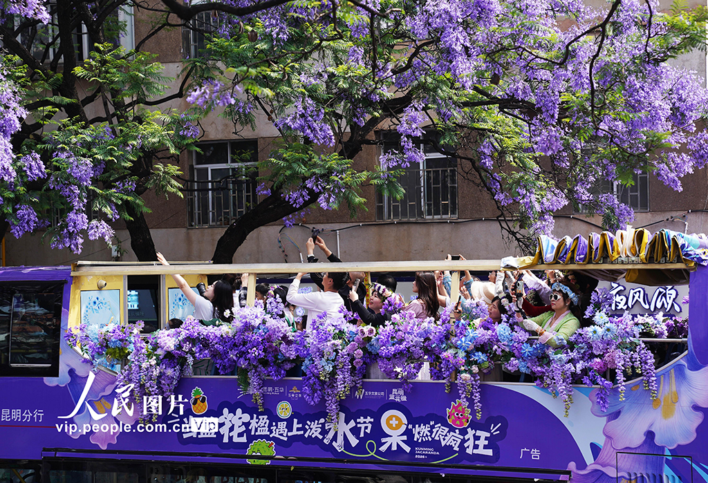 雲南昆明：藍花楹盛放扮靚城市【4】