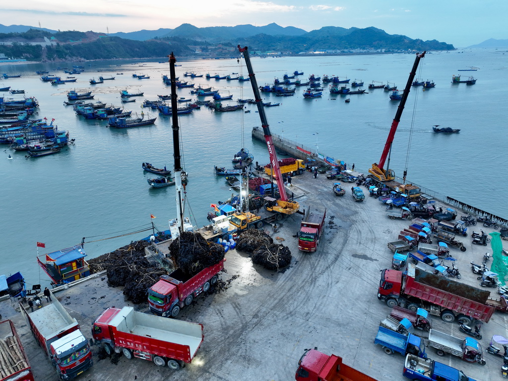 4月25日，福建省寧德市霞浦縣下滸鎮漁民在碼頭轉運海帶（無人機照片）。
