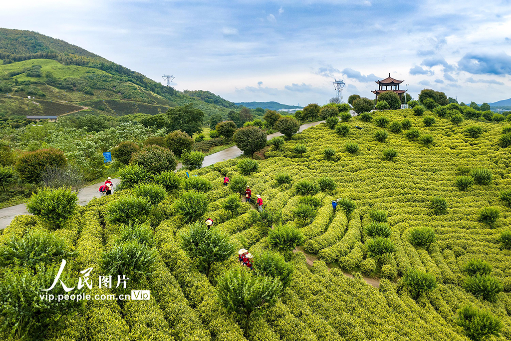 安徽芜湖：茶园美如画