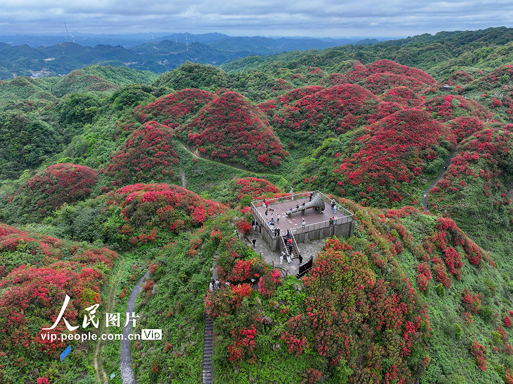 贵州遵义：高山杜鹃进入盛花期【2】