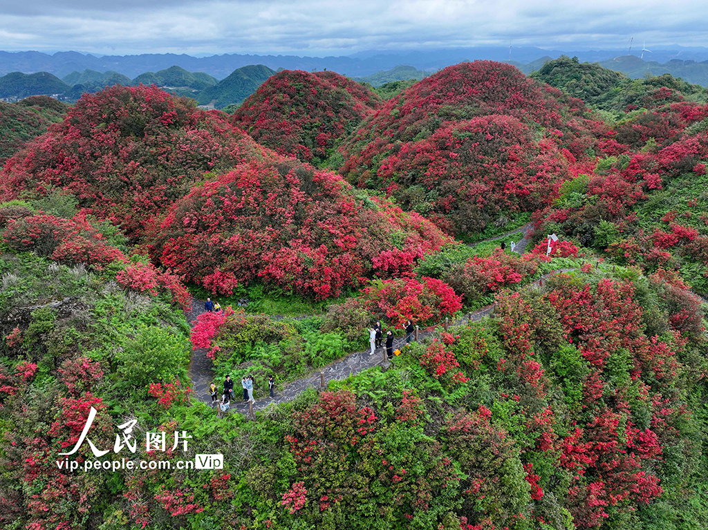 贵州遵义：高山杜鹃进入盛花期【3】