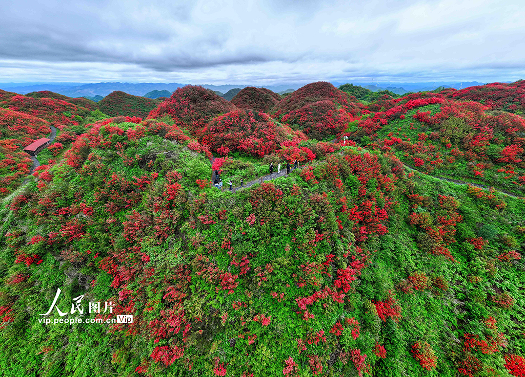 貴州遵義：高山杜鵑進入盛花期【4】