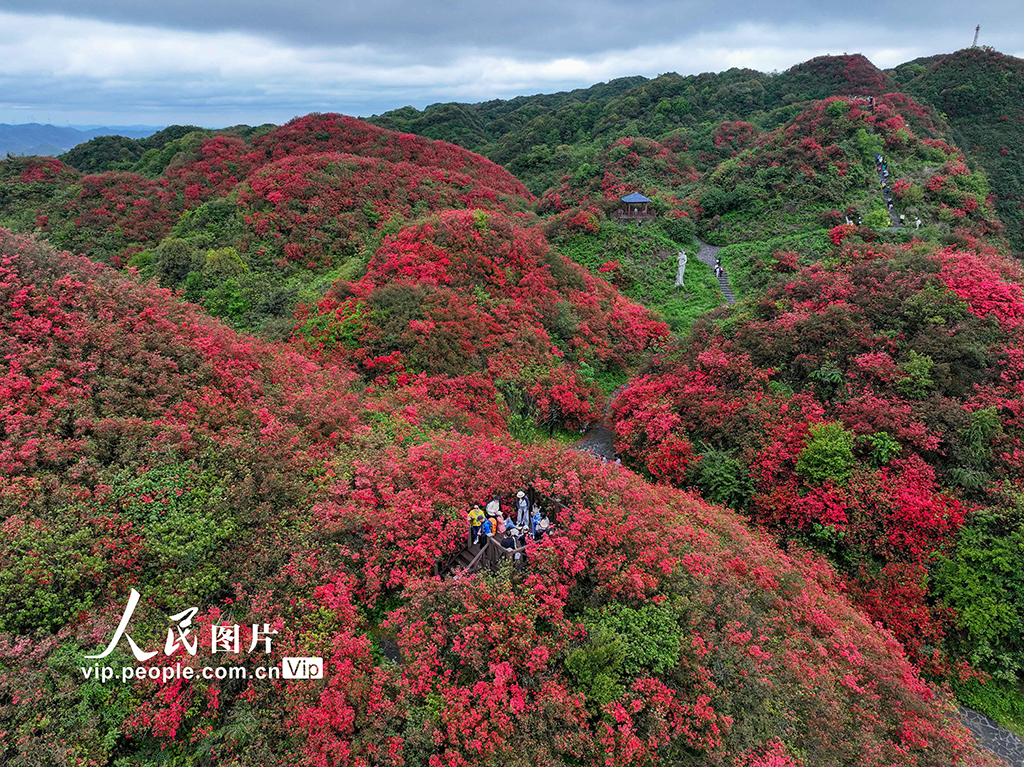贵州遵义：高山杜鹃进入盛花期【5】