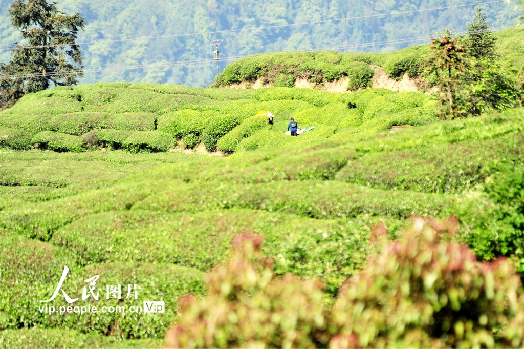 湖北宜昌：立夏至 采茶忙【2】