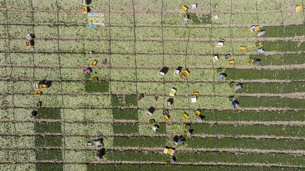 5月7日，采摘工在贺兰县立岗镇冷凉蔬菜种植基地采摘菜心（无人机照片）。