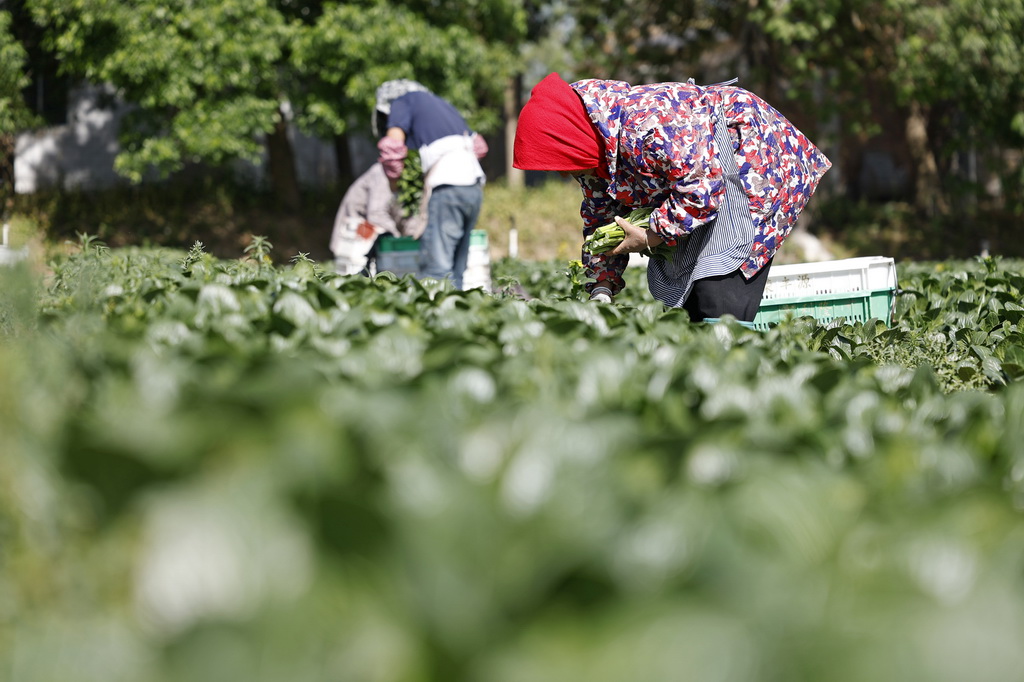 5月7日，采摘工在贺兰县立岗镇冷凉蔬菜种植基地采摘菜心。