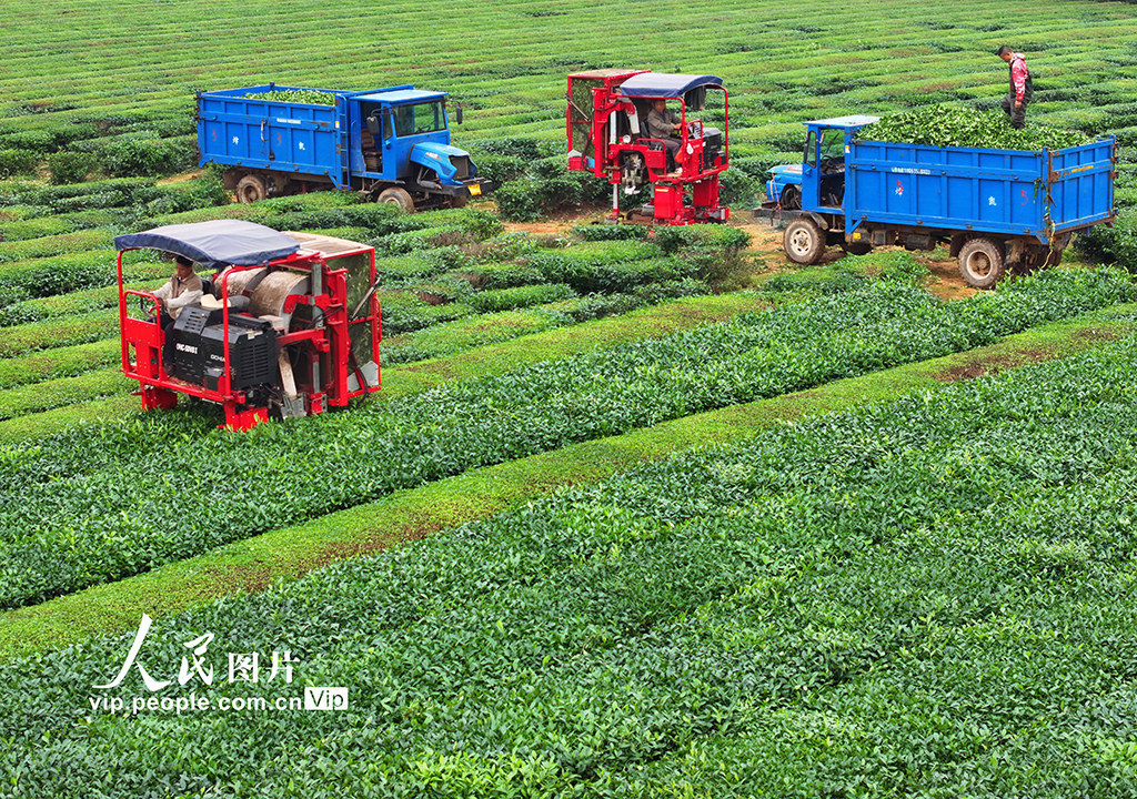 智能採茶機採收夏茶【4】