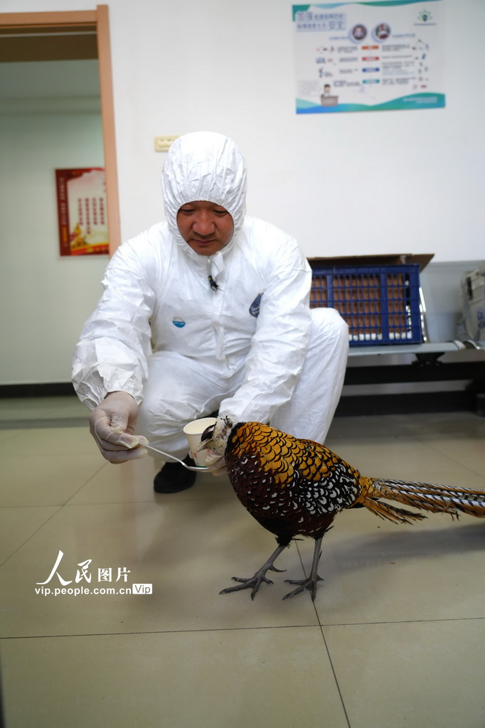 湖北巴东:救助国家一级保护动物白冠长尾雉【3】