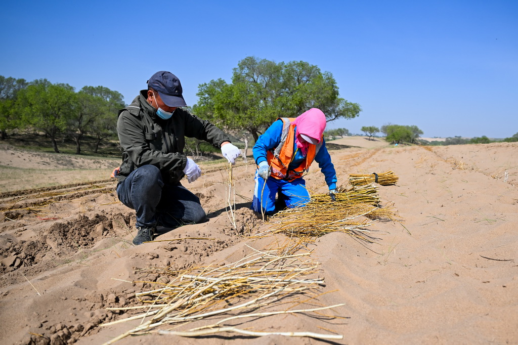 5月13日，工人在锡林郭勒盟正蓝旗境内的浑善达克沙地栽种黄柳。