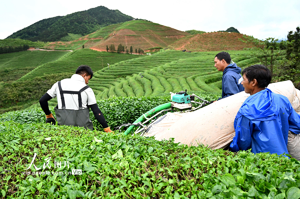 浙江武义：26000亩抹茶基地全面开采【3】