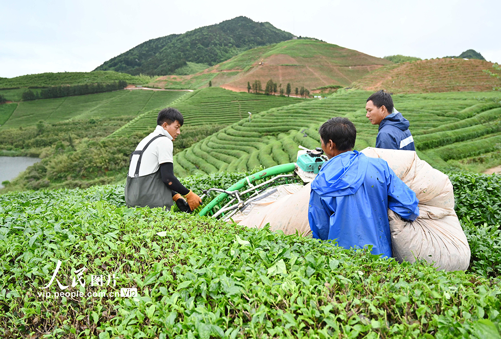 浙江武义：26000亩抹茶基地全面开采【5】