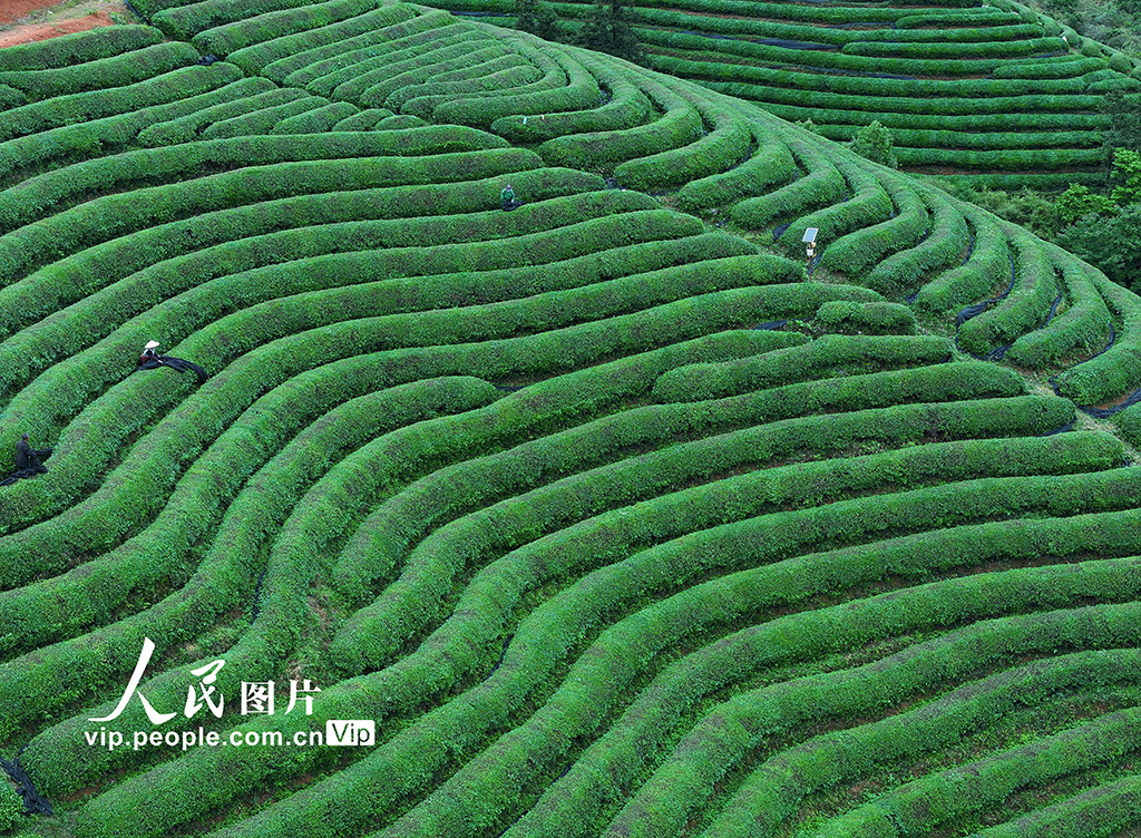 浙江武义：26000亩抹茶基地全面开采【6】