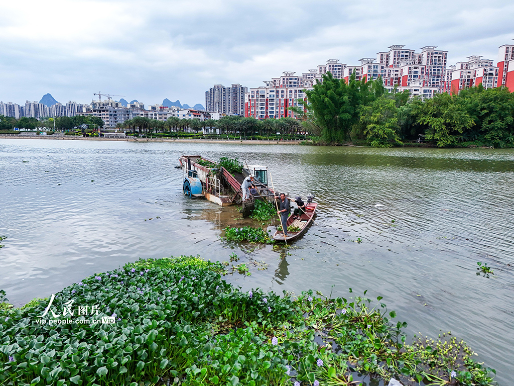 廣西賀州：清理水草 守護河道【3】