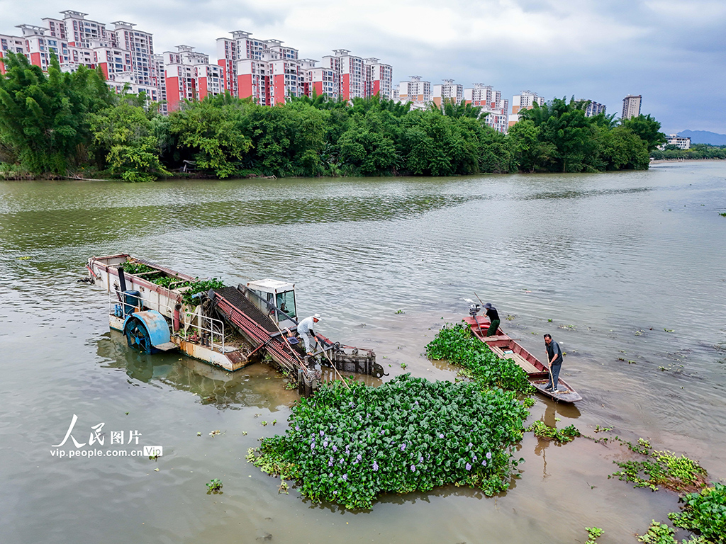 廣西賀州：清理水草 守護河道【2】