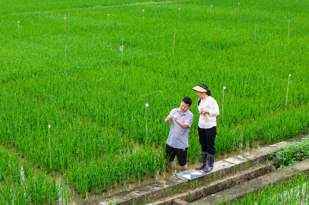 5月20日，在杂交水稻全国重点实验室试验田，科研人员在观察杂交水稻。新华社记者 陈思汗 摄
