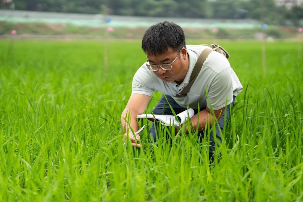 5月20日，在杂交水稻全国重点实验室试验田，科研人员在记录杂交水稻长势。新华社记者 陈思汗 摄
