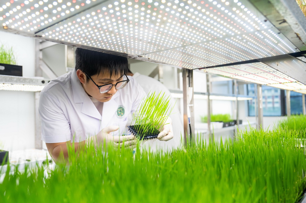 5月19日，杂交水稻全国重点实验室科研人员在水稻智能温室观测杂交水稻长势。新华社记者 陈思汗 摄