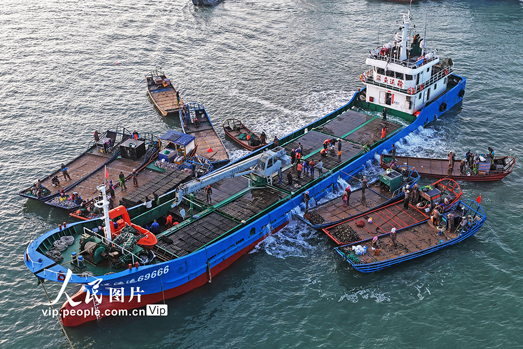 山东荣成：鲍鱼海陆联运加速转场