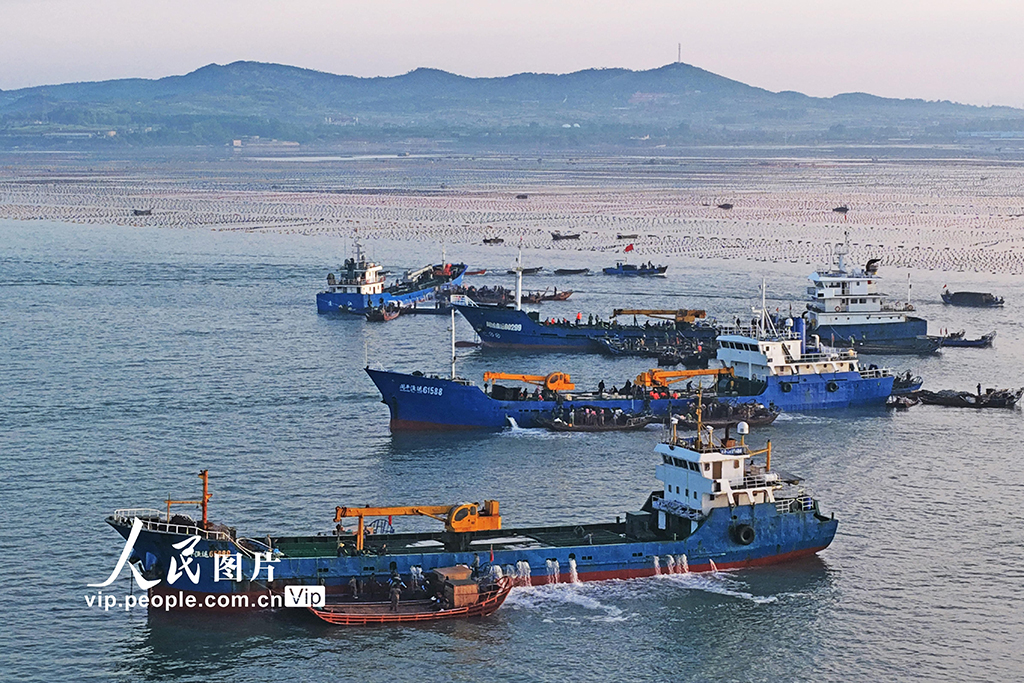 山东荣成：鲍鱼海陆联运加速转场【3】