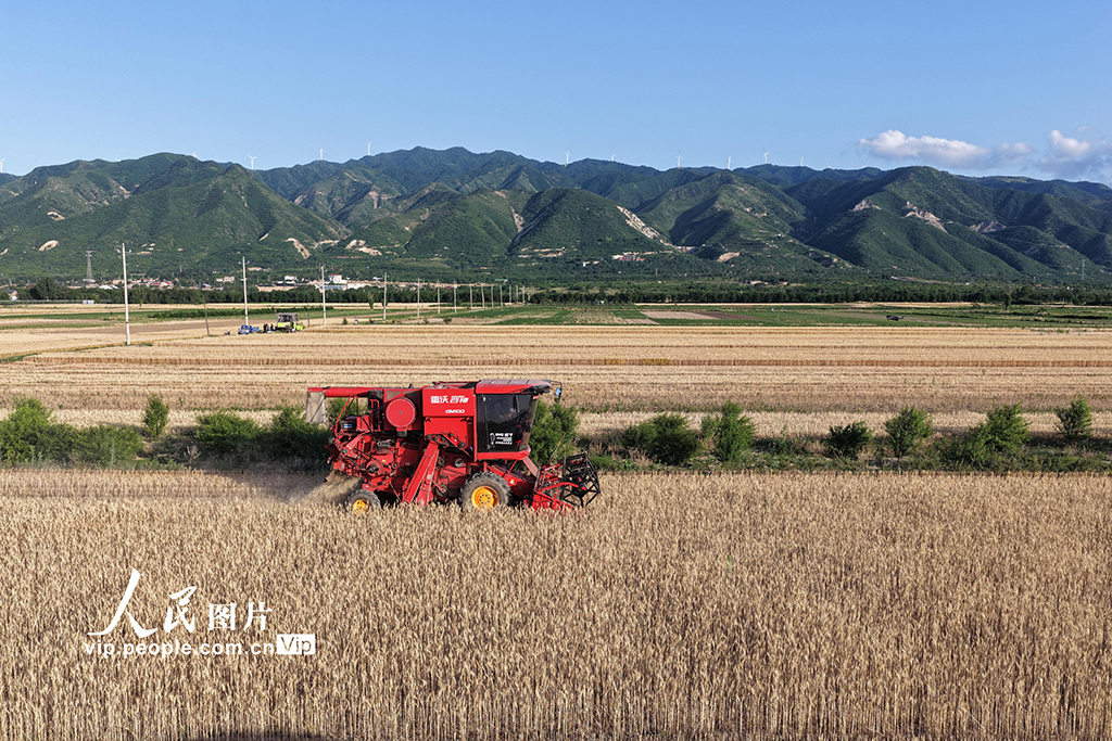 山西运城：夏收【4】