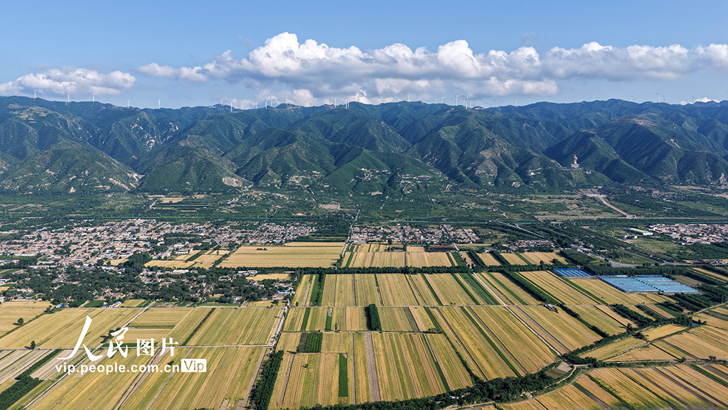 山西运城：夏收【5】