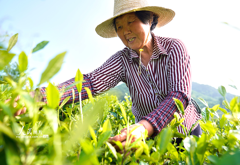 安徽铜陵：初夏采茶【3】