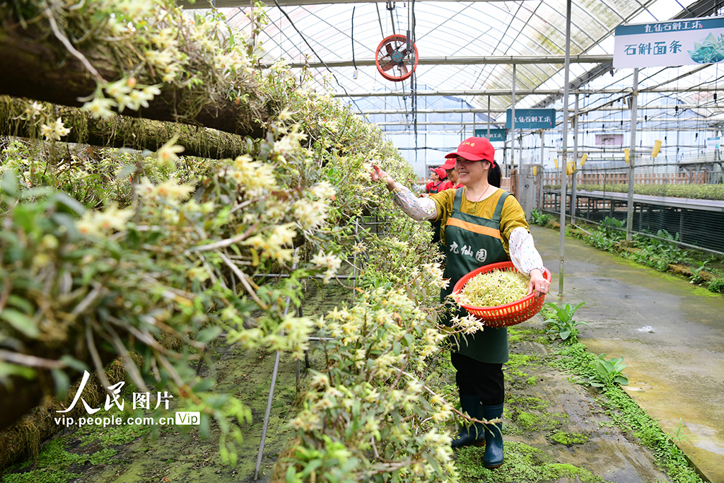 浙江建德：石斛花开 致富农家