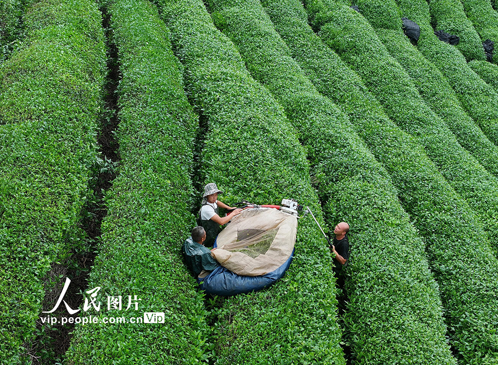 浙江东阳：抹茶基地采摘忙【3】