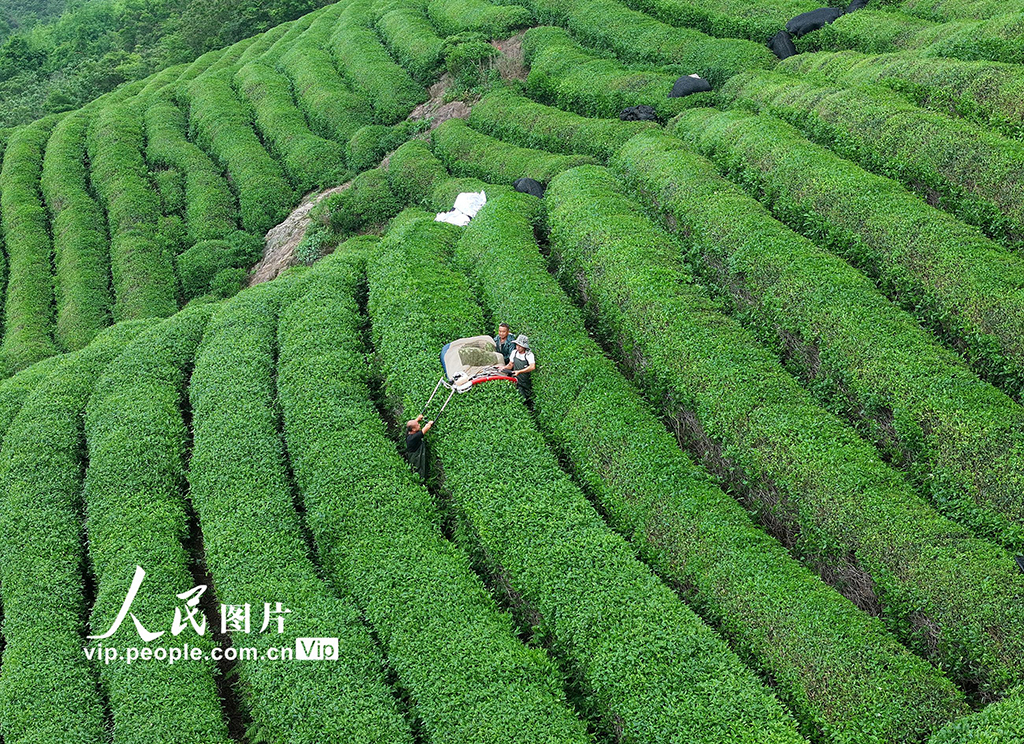 浙江东阳：抹茶基地采摘忙【4】