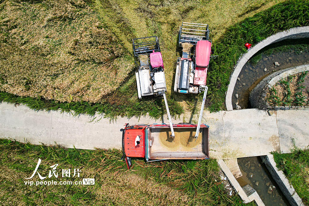 贵州黔西：抢收小麦 颗粒归仓【6】