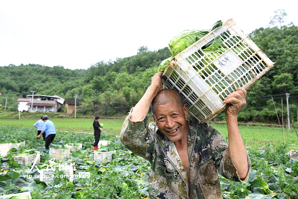 湖北保康：高山蔬菜助力鄉村振興【2】