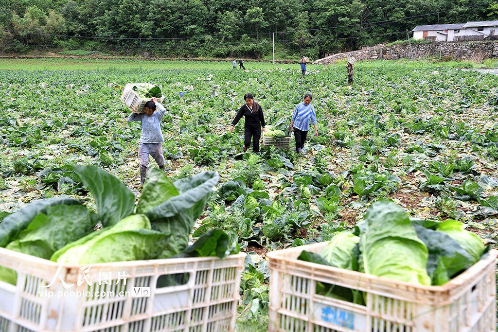 湖北保康：高山蔬菜助力鄉村振興【4】