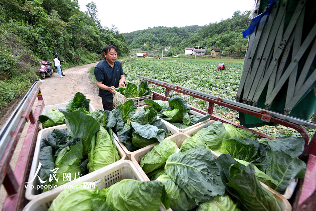 湖北保康：高山蔬菜助力鄉村振興【5】