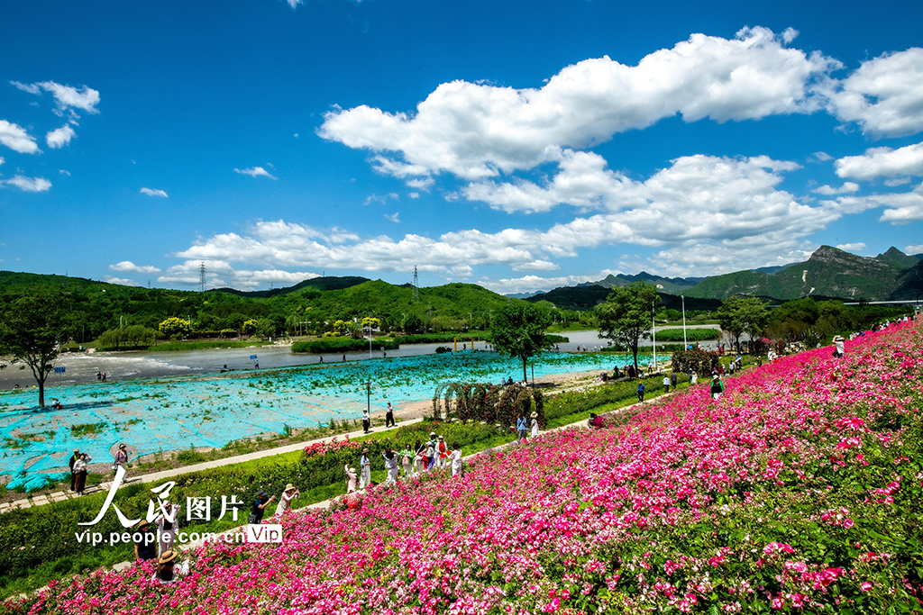 北京：京西月季洲繁花似锦