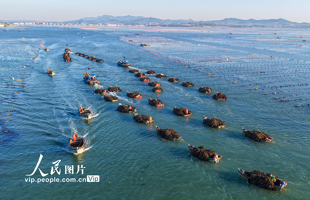 山东荣成：海带满载而归【2】