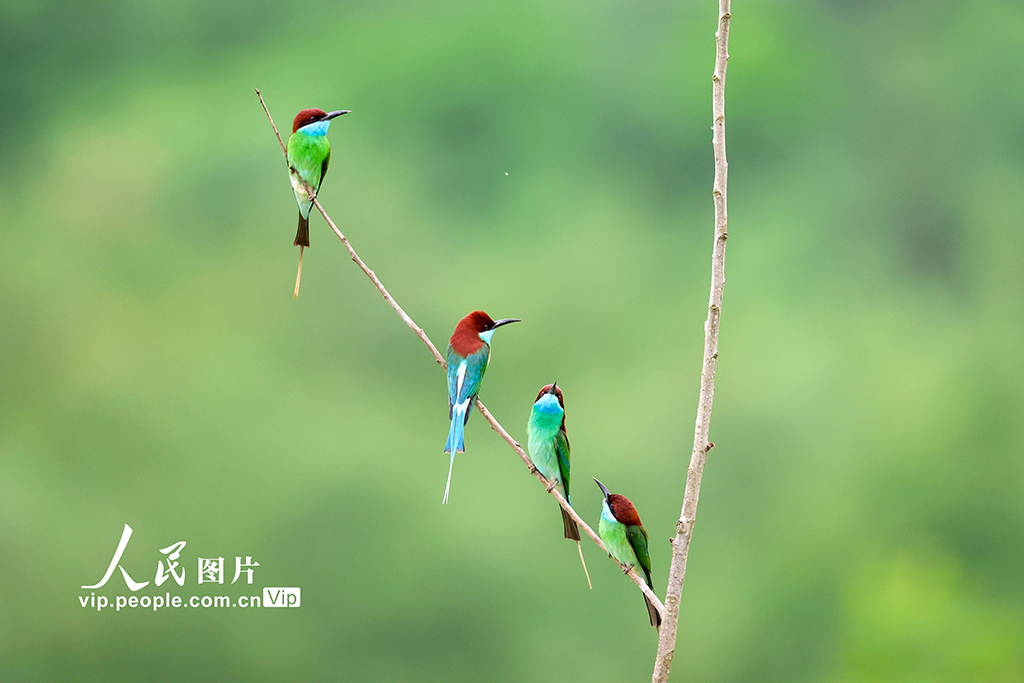 湖北武汉：蓝喉蜂虎现身新洲沙河【2】