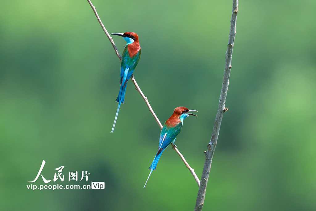 湖北武汉：蓝喉蜂虎现身新洲沙河【3】