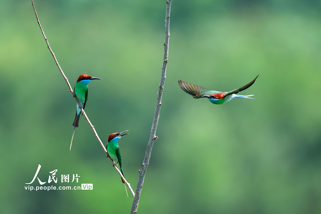 湖北武汉：蓝喉蜂虎现身新洲沙河【4】
