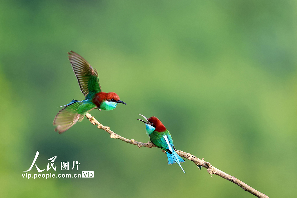 湖北武汉：蓝喉蜂虎现身新洲沙河