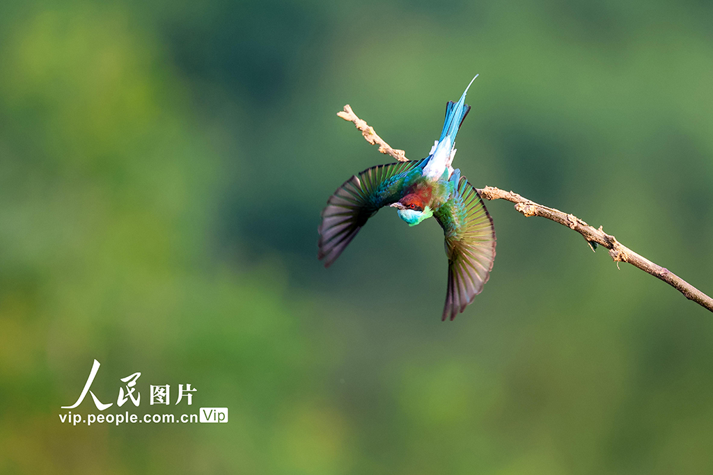 湖北武汉：蓝喉蜂虎现身新洲沙河【5】