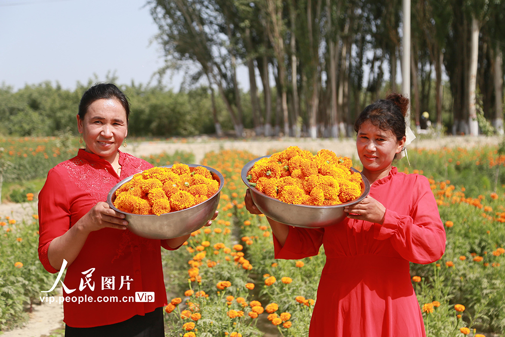 新疆阿瓦提：採收萬壽菊【4】