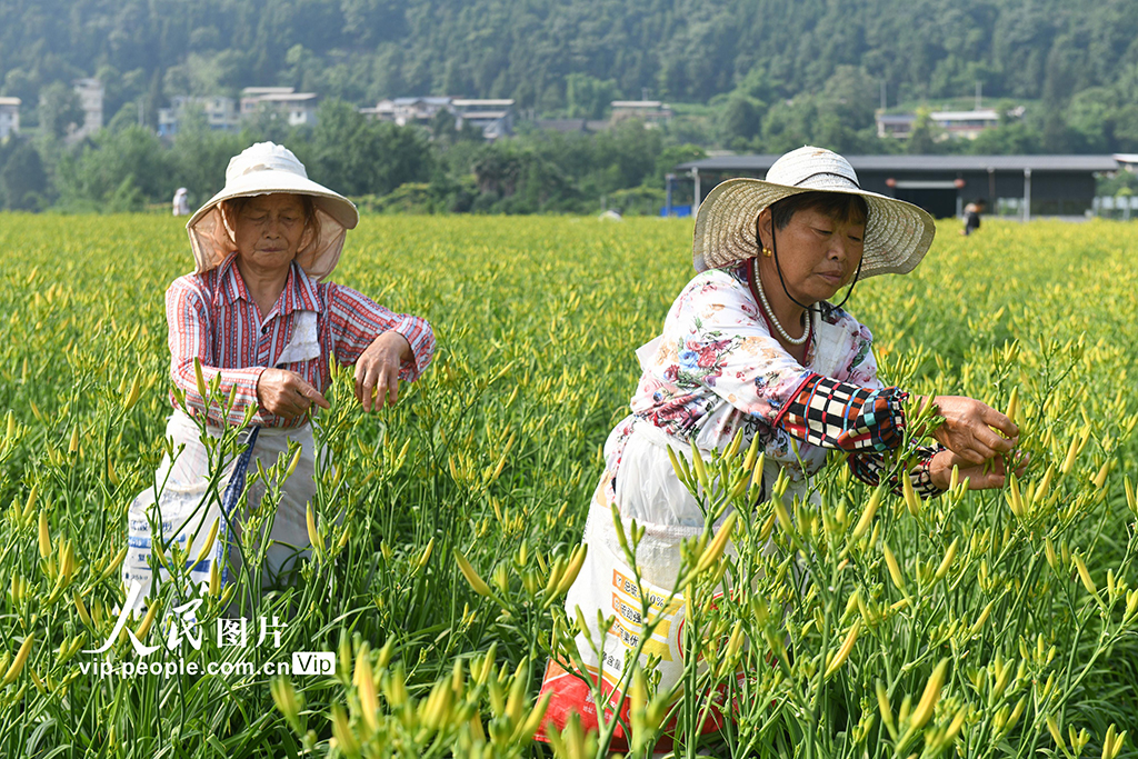 四川阆中：黄花绽放致富路【3】